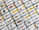 Finspan: Sharks & Reefs Expansion