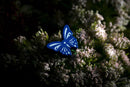 Evolution: New World - Butterfly Effect
